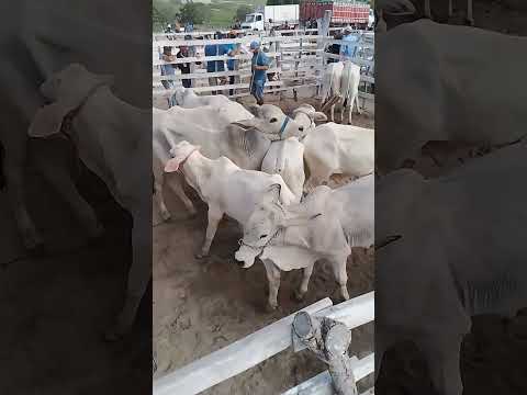 só Gado de luxo na feira de Gado de jupi Pernambuco #viraliza