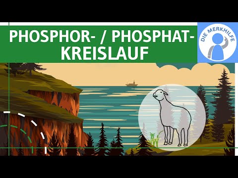 Phosphorus cycle / Phosphate cycle - Element phosphorus, occurrence & cycle explained - Ecology