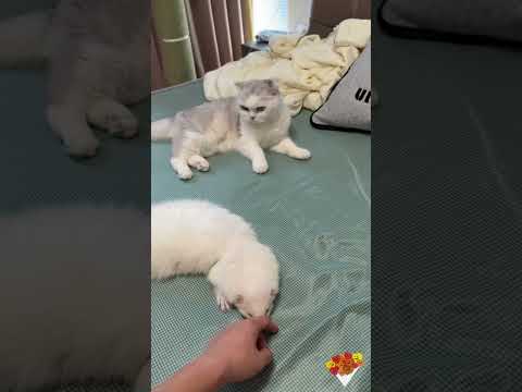 bé mèo hai mặt#vuive #giaitri