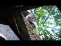 Abandoned House with Giant Vulture