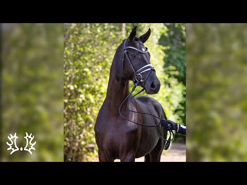 Nr. 20   Hengst "Habanero" von Ivanhoe - Schwarzgold *2018