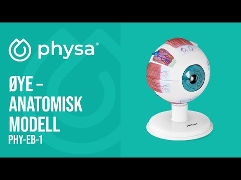 video - Øye – Anatomisk modell – 6:1