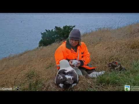 Royal Albatross ~ Morning & Afternoon Weight Checks For New Chick! ♥ 1.27.22