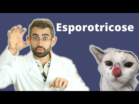 , title : 'Tudo sobre esporotricose | Dica Veterinária #13'