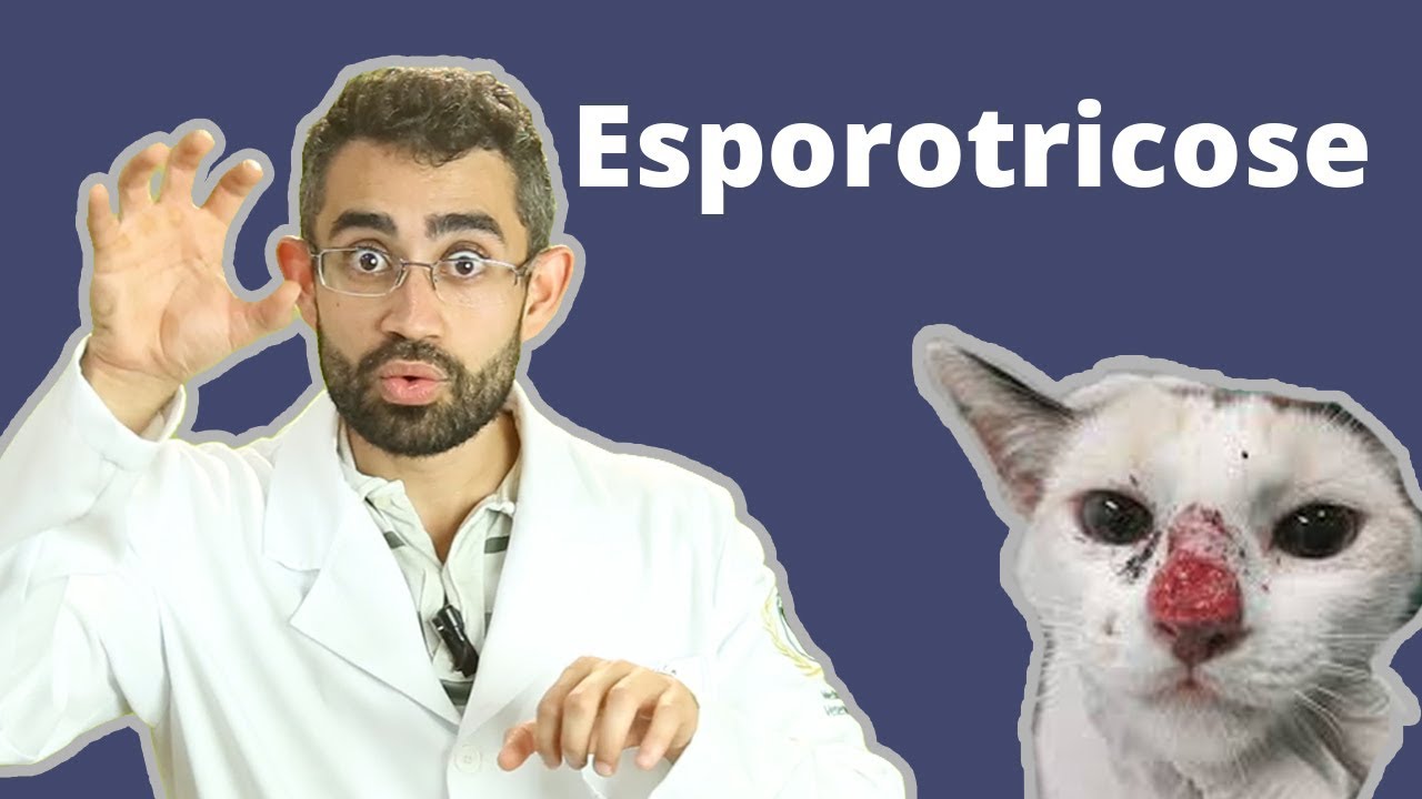 Tudo sobre esporotricose | Dica Veterinária #13