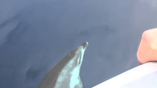 preview picture of video 'Bottlenose dolphins bowriding'