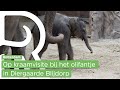 Babyolifantje geboren in Diergaarde Blijdorp