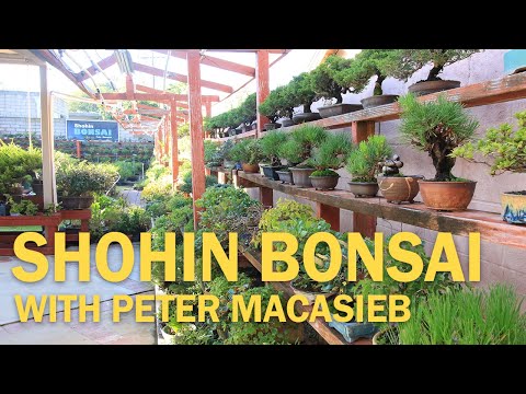 Shohin Bonsai Collection Tour with Peter Macasieb