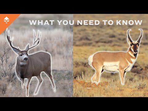 How To Hunt Mule Deer & Antelope In Wyoming
