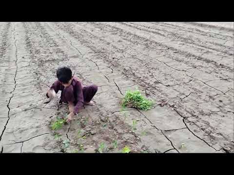 Village Life In Punjab Pakistan