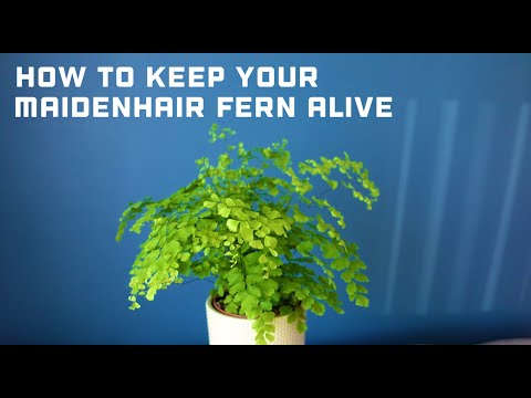 , title : 'How to Keep Your Maidenhair Fern Alive - Maidenhair Fern Care Guide - Adiantum raddianum Fragrans'