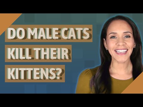 Do male cats kill their kittens?
