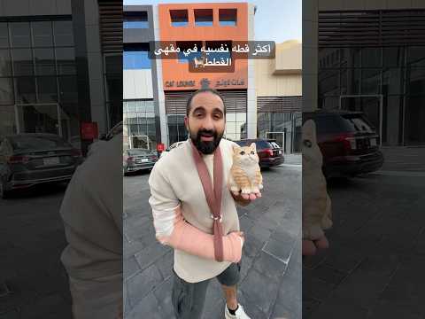 أكثر قطه نفسيه في مقهى القطط