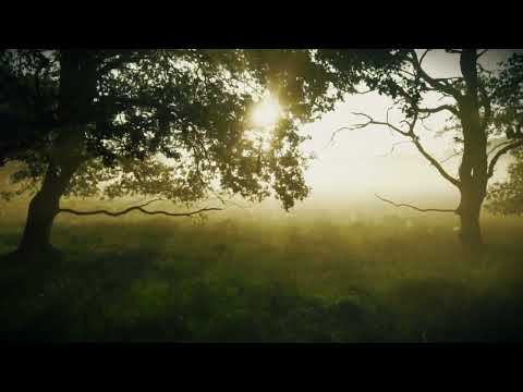 Wangu - Kondwa ft ( Mr Phill ) (lyrics visualizer)