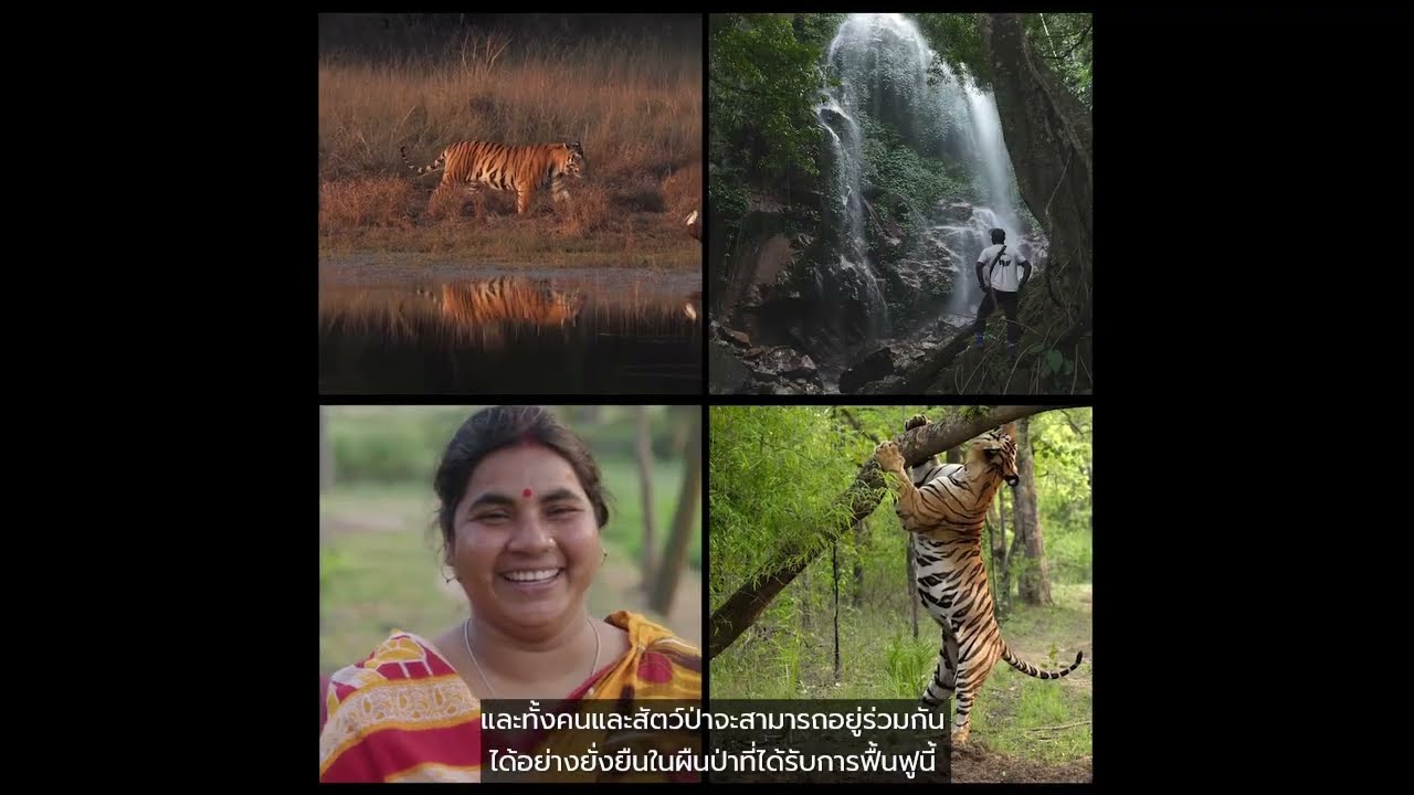 Global Tiger Day 2025 | วันอนุรักษ์เสือโคร่งโลก 2568