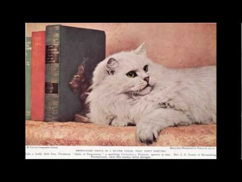 120 years of Persian Cats (1890's-2010's)