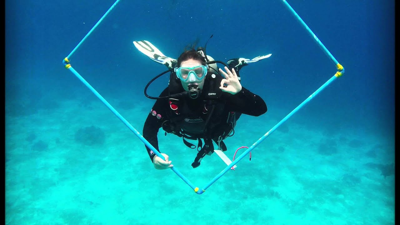 Global Nomadic   Marine Conservation Experience Programme