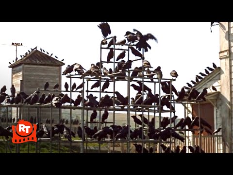 The Birds (1963) - Crows Stalk the Playground Scene | Movieclips