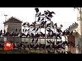 The Birds 1963 Crows Stalk The Playground Scene Movieclips