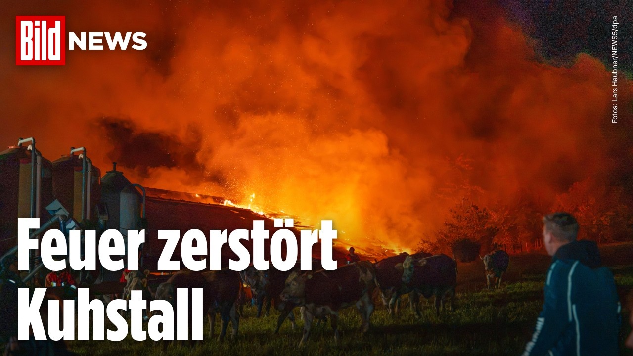 FEUER-HÖLLE: Kuhstall in Neumarkt zerstört, Kühe fliehen auf Straßen