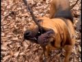 Really Wild Animals Case Of The Curious Canines