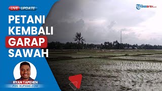 Hujan Mulai Turun, Petani Kupang Timur Mulai Olah Garap Sawah: Bibit Siap, Besok Mulai Tanam