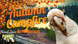 Autumn Campfire Sounds | 2+Hrs Cozy Calm Fall Season Nature Ambience | Parrot TV for Your Bird Room🍁