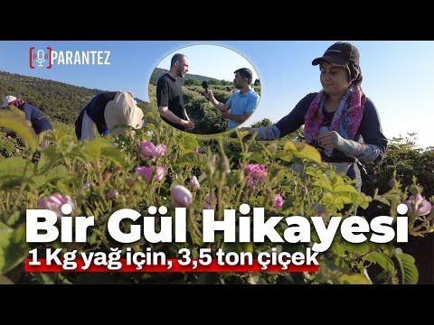 Gülün Serüveni: Isparta Yeşilyurt’ta Gül Üreticilerinin Emek Dolu Hikayesi