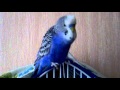 Говорящий волнистый попугай 