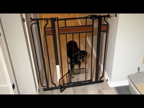 REVIEW Carlson Pet Products Walk Thru Pet Gate