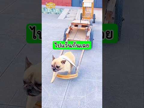 ชายคนนี้นำขบวนพาสัตว์เลี้ยงของเขาไปวิ่งเล่นกับรถลากคู่ใจ แต่ละตัวช่างดูสนุกสนานซะจริงๆ #dog #หมา