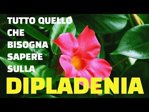 , title : 'Dipladenia tutto quello che bisogna sapere'