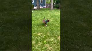 Video preview image #1 American Pit Bull Terrier-Labrador Retriever Mix Puppy For Sale in Oakhurst, NJ, USA