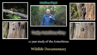 Antechinus Project : Dusky Antechinus story