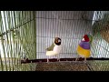 Gouldian Finch Singing/Dance
