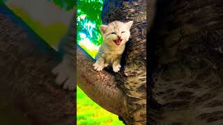 Download lagu Pa💗Pa💗#cute🤷🏼♀️😺#viral #fun #babygirl #baby #funny #cat #cats #funnybaby #catlover #cutepicture mp3 Download lagu Pa💗Pa💗#cute🤷🏼♀️😺#viral #fun #babygirl #baby #funny #cat #cats #funnybaby #catlover #cutepicture mp3