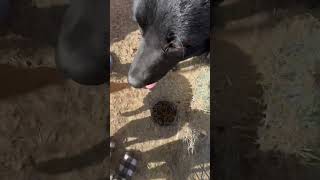 Video preview image #1 Labrador Retriever-Unknown Mix Puppy For Sale in NEWPORT NH, NH, USA