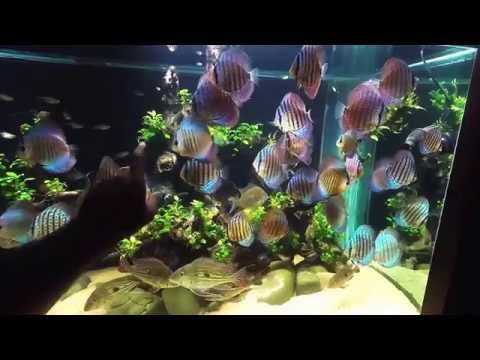 GoPro Underwater video!!! 600g Planted Discus Tank