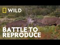 Stags Battle To Reproduce Wild Europe National Geographic Wild