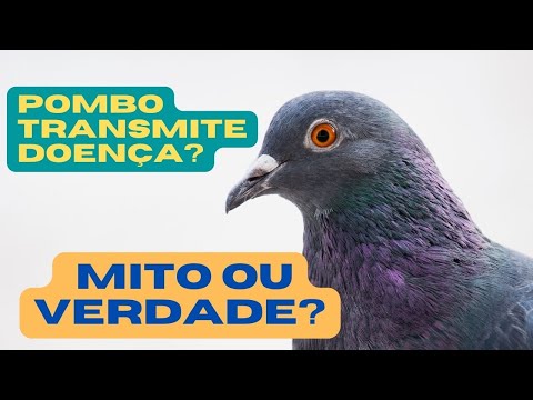 , title : 'DOENÇA DE POMBOS -  Pombo transmite doença? Mito ou Verdade?  DESCUBRA!'