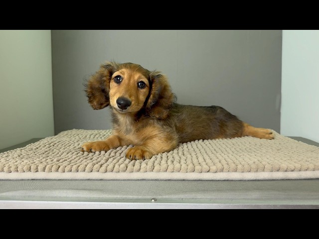 (子犬) 犬種：ダックスフンド・ミニチュア・ロング 男の子 ブリーダー マロニエケンネル　MARRONNIER KENNEL k4084の画像