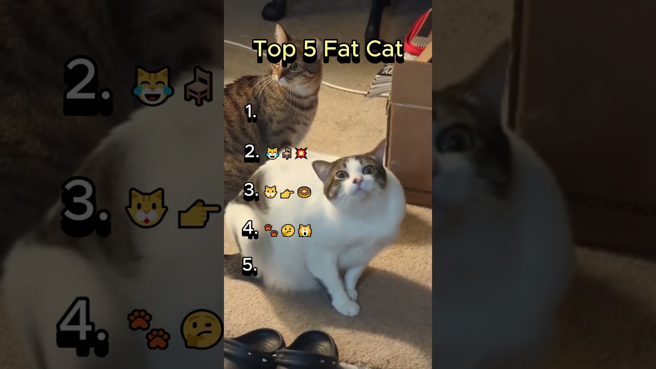 Top 5 Fat Cats 🐱🍩 | Funniest Chubby Cat Moments