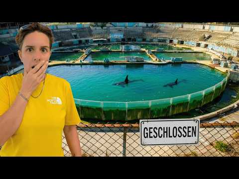 UNGLAUBLICH: ZWEI ORCAS LEBEN NOCH IM VERLASSENEN FREIZEITPARK!