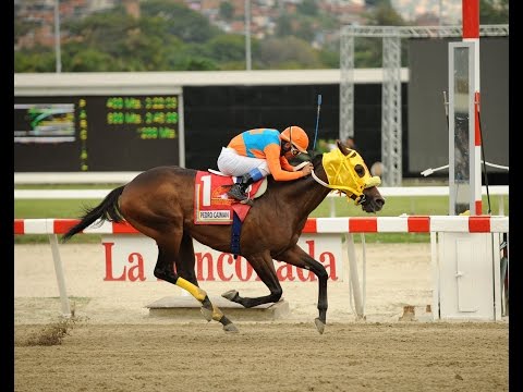 Copa Confraternidad 2014 - Don Carlos R. (PUR)