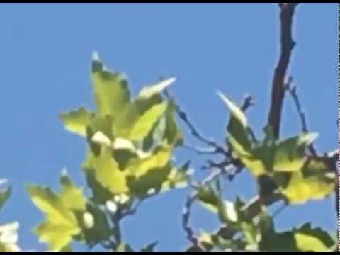 Edgar wonder - "Unrequited" (Music Video)