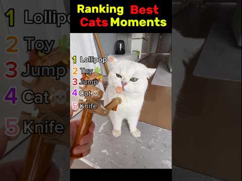 Ranking Best Cats Moments