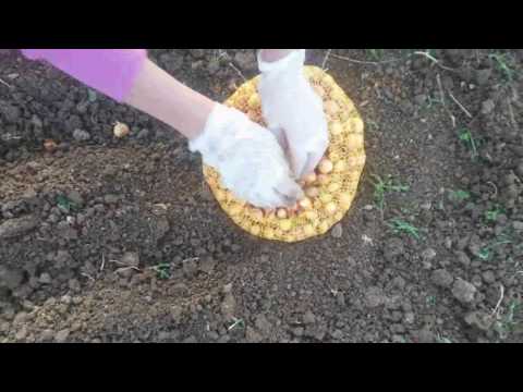 Kako se sadi crni luk. CPS farma 24.3.2017.