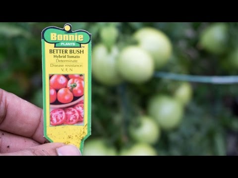 image-Is Roma a bush tomato?