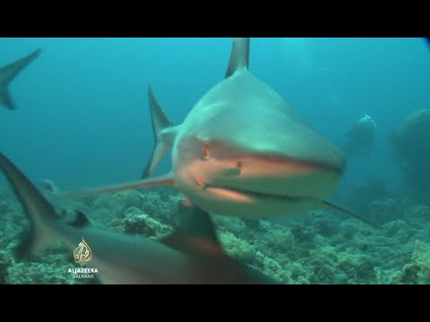 Al Jazeera Svijet: Istrebljenje ajkula iz bizarnog razloga