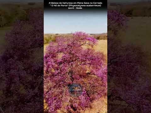 IPORÁ GOIÁS, PROJETO VISÃO AÉREA - O NÓ DE PORCO. (Physocalymma scaberrimum)
